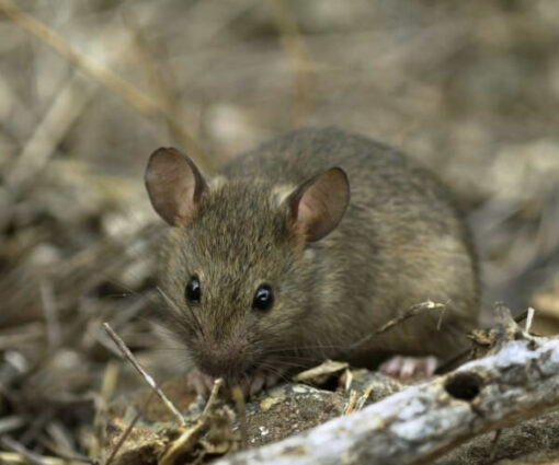 Laucha Raton Control de Plagas Desratizacion - PestBusters